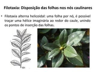• Filotaxia alterna helicoidal: uma folha por nó, é possível
traçar uma hélice imaginária ao redor do caule, unindo
os pontos de inserção das folhas.
Filotaxia: Disposição das folhas nos nós caulinares
 