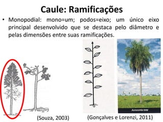 • Monopodial: mono=um; podos=eixo; um único eixo
principal desenvolvido que se destaca pelo diâmetro e
pelas dimensões entre suas ramificações.
(Gonçalves e Lorenzi, 2011)(Souza, 2003)
Caule: Ramificações
 