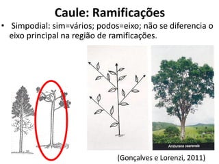 • Simpodial: sim=vários; podos=eixo; não se diferencia o
eixo principal na região de ramificações.
(Gonçalves e Lorenzi, 2011)
Caule: Ramificações
 