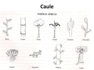 Caule
 