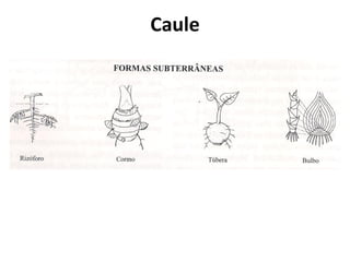 Caule
 
