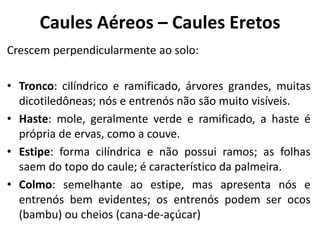 Caules Aéreos – Caules Eretos
Crescem perpendicularmente ao solo:
• Tronco: cilíndrico e ramificado, árvores grandes, muitas
dicotiledôneas; nós e entrenós não são muito visíveis.
• Haste: mole, geralmente verde e ramificado, a haste é
própria de ervas, como a couve.
• Estipe: forma cilíndrica e não possui ramos; as folhas
saem do topo do caule; é característico da palmeira.
• Colmo: semelhante ao estipe, mas apresenta nós e
entrenós bem evidentes; os entrenós podem ser ocos
(bambu) ou cheios (cana-de-açúcar)
 