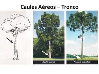 Caules Aéreos – Tronco
 