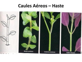 Caules Aéreos – Haste
 