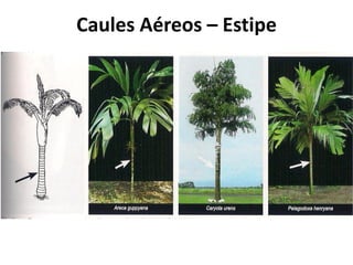 Caules Aéreos – Estipe
 