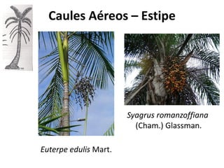 Syagrus romanzoffiana
(Cham.) Glassman.
Euterpe edulis Mart.
Caules Aéreos – Estipe
 