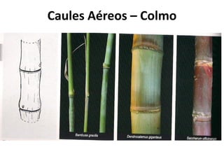 Caules Aéreos – Colmo
 