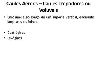 Caules Aéreos – Caules Trepadores ou
Volúveis
• Enrolam-se ao longo de um suporte vertical, enquanto
lança as suas folhas.
• Dextrógiros
• Levógiros
 
