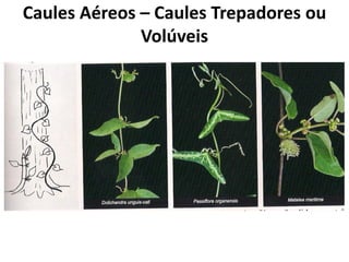 Caules Aéreos – Caules Trepadores ou
Volúveis
 