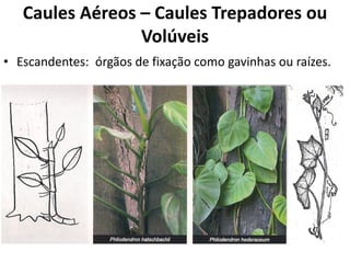 • Escandentes: órgãos de fixação como gavinhas ou raízes.
Caules Aéreos – Caules Trepadores ou
Volúveis
 