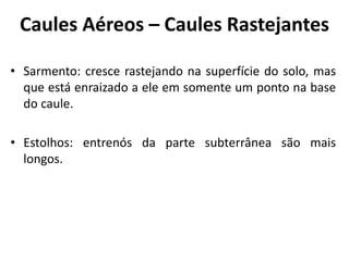 Caules Aéreos – Caules Rastejantes
• Sarmento: cresce rastejando na superfície do solo, mas
que está enraizado a ele em somente um ponto na base
do caule.
• Estolhos: entrenós da parte subterrânea são mais
longos.
 
