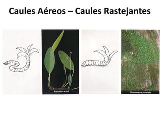 Caules Aéreos – Caules Rastejantes
 