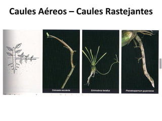 Caules Aéreos – Caules Rastejantes
 