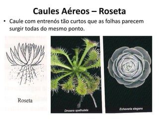 • Caule com entrenós tão curtos que as folhas parecem
surgir todas do mesmo ponto.
Caules Aéreos – Roseta
 