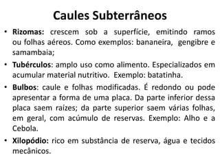 Caules Subterrâneos
• Rizomas: crescem sob a superfície, emitindo ramos
ou folhas aéreos. Como exemplos: bananeira, gengibre e
samambaia;
• Tubérculos: amplo uso como alimento. Especializados em
acumular material nutritivo. Exemplo: batatinha.
• Bulbos: caule e folhas modificadas. É redondo ou pode
apresentar a forma de uma placa. Da parte inferior dessa
placa saem raízes; da parte superior saem várias folhas,
em geral, com acúmulo de reservas. Exemplo: Alho e a
Cebola.
• Xilopódio: rico em substância de reserva, água e tecidos
mecânicos.
 