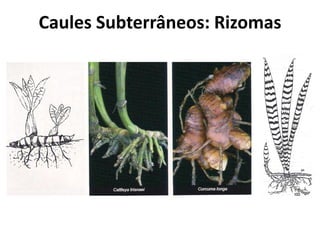 Caules Subterrâneos: Rizomas
 