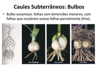 • Bulbo escamoso: folhas com dimensões menores, com
folhas que recobrem outras folhas parcialmente (lírio).
Caules Subterrâneos: Bulbos
 
