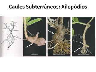Caules Subterrâneos: Xilopódios
 