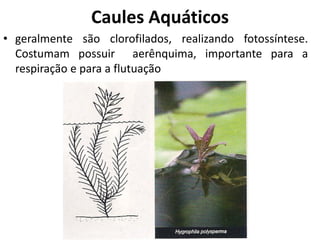 • geralmente são clorofilados, realizando fotossíntese.
Costumam possuir aerênquima, importante para a
respiração e para a flutuação
Caules Aquáticos
 