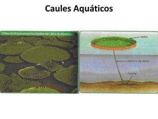 Caules Aquáticos
 