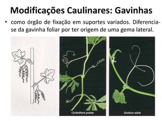 • como órgão de fixação em suportes variados. Diferencia-
se da gavinha foliar por ter origem de uma gema lateral.
Modificações Caulinares: Gavinhas
 