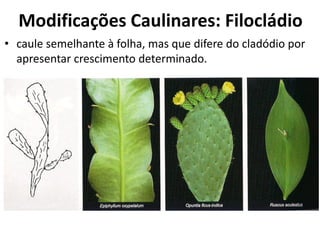 • caule semelhante à folha, mas que difere do cladódio por
apresentar crescimento determinado.
Modificações Caulinares: Filocládio
 