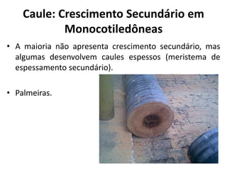• A maioria não apresenta crescimento secundário, mas
algumas desenvolvem caules espessos (meristema de
espessamento secundário).
• Palmeiras.
Caule: Crescimento Secundário em
Monocotiledôneas
 