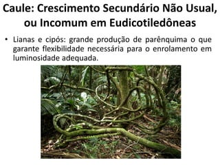 • Lianas e cipós: grande produção de parênquima o que
garante flexibilidade necessária para o enrolamento em
luminosidade adequada.
Caule: Crescimento Secundário Não Usual,
ou Incomum em Eudicotiledôneas
 