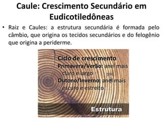 • Raiz e Caules: a estrutura secundária é formada pelo
câmbio, que origina os tecidos secundários e do felogênio
que origina a periderme.
Caule: Crescimento Secundário em
Eudicotiledôneas
 