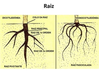 Raiz
 