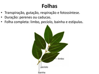 • Transpiração, gutação, respiração e fotossíntese.
• Duração: perenes ou caducas.
• Folha completa: limbo, pecíolo, bainha e estípulas.
Folhas
 