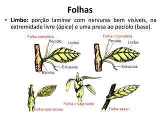 • Limbo: porção laminar com nervuras bem visíveis, na
extremidade livre (ápice) e uma presa ao pecíolo (base).
Folhas
 
