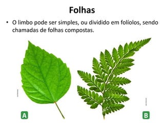 • O limbo pode ser simples, ou dividido em folíolos, sendo
chamadas de folhas compostas.
Folhas
 