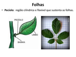 • Pecíolo: região cilíndrica e flexível que sustenta as folhas.
Folhas
 