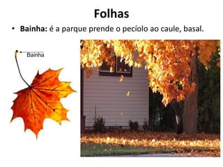 • Bainha: é a parque prende o pecíolo ao caule, basal.
Bainha
Folhas
 