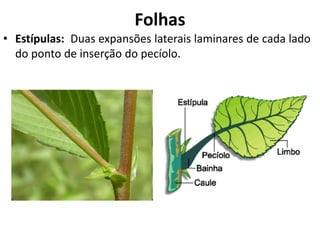 • Estípulas: Duas expansões laterais laminares de cada lado
do ponto de inserção do pecíolo.
Folhas
 