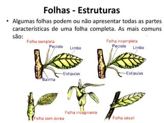 • Algumas folhas podem ou não apresentar todas as partes
características de uma folha completa. As mais comuns
são:
Folhas - Estruturas
 