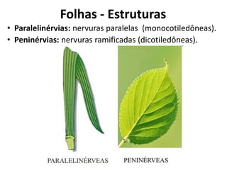 • Paralelinérvias: nervuras paralelas (monocotiledôneas).
• Peninérvias: nervuras ramificadas (dicotiledôneas).
Folhas - Estruturas
 
