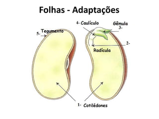 Folhas - Adaptações
 