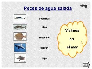 Peces de agua salada boquerón atún rodaballo tiburón rape Vivimos  en  el mar Inicio 