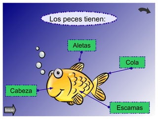 Los peces tienen: I nicio 