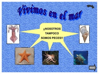 ¡¡NOSOTROS TAMPOCO SOMOS PECES!! Vivimos en el mar Inicio 