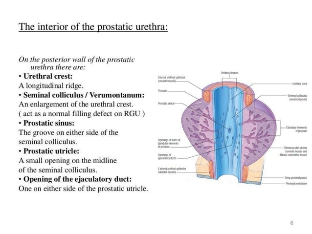 retrograde urethrogram for urology residents | PPTX