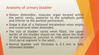 Distensible Bladder RGU and MCU – Procedure and interpretation in commonly encountered ...