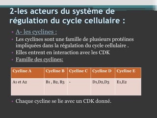 • A- les cyclines :
• Les cyclines sont une famille de plusieurs protéines
impliquées dans la régulation du cycle cellulaire .
• Elles entrent en interaction avec les CDK
• Famille des cyclines:
• Chaque cycline se lie avec un CDK donné.
Cycline A Cycline B Cycline C Cycline D Cycline E
A1 et A2 B1 , B2, B3 - D1,D2,D3 E1,E2
 
