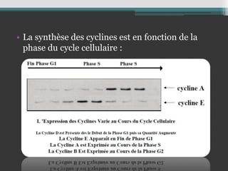 • La synthèse des cyclines est en fonction de la
phase du cycle cellulaire :
 