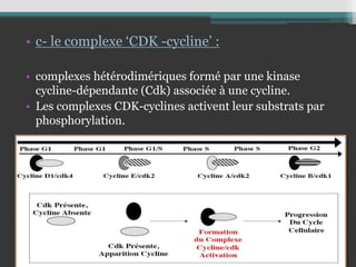 • c- le complexe ‘CDK -cycline’ :
• complexes hétérodimériques formé par une kinase
cycline-dépendante (Cdk) associée à une cycline.
• Les complexes CDK-cyclines activent leur substrats par
phosphorylation.
 