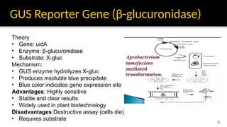 Comprehensive Overview of Reporter Genes: GUS, GFP, and Luciferase in ...
