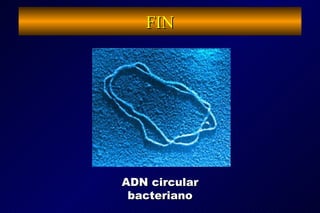 FIN ADN circular bacteriano 