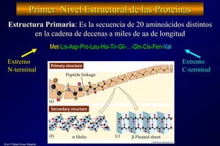 Primer  Nivel Estructural de las Proteínas M en C Rafael Govea Villaseñor Met -Lis-Asp-Pro-Leu-His-Tir-Gli-...-Gln-Cis-Fen- Val Extremo N-terminal Extremo C-terminal Estructura Primaria : Es la secuencia de 20 aminoácidos distintos en la cadena de decenas a miles de aa de longitud 